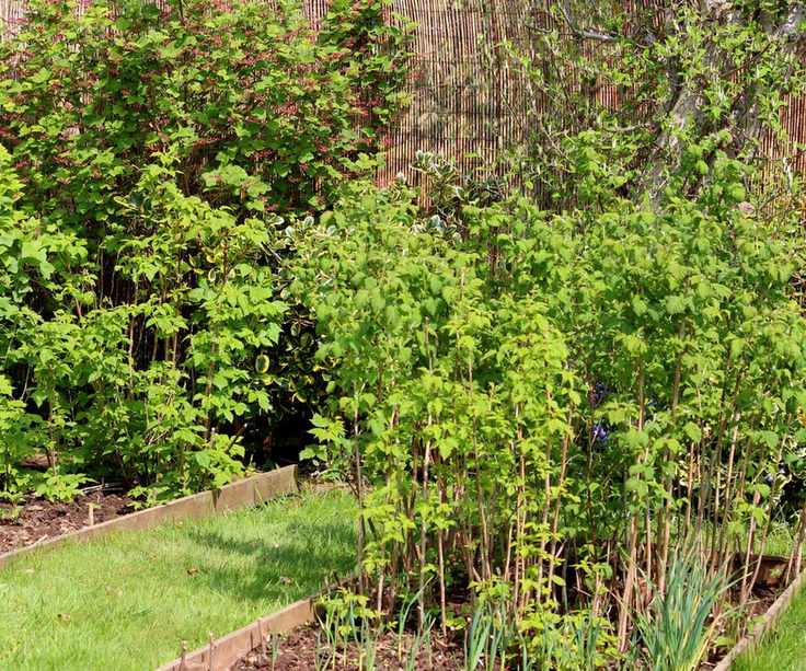 Raspberry canes growing in a kitchen garden