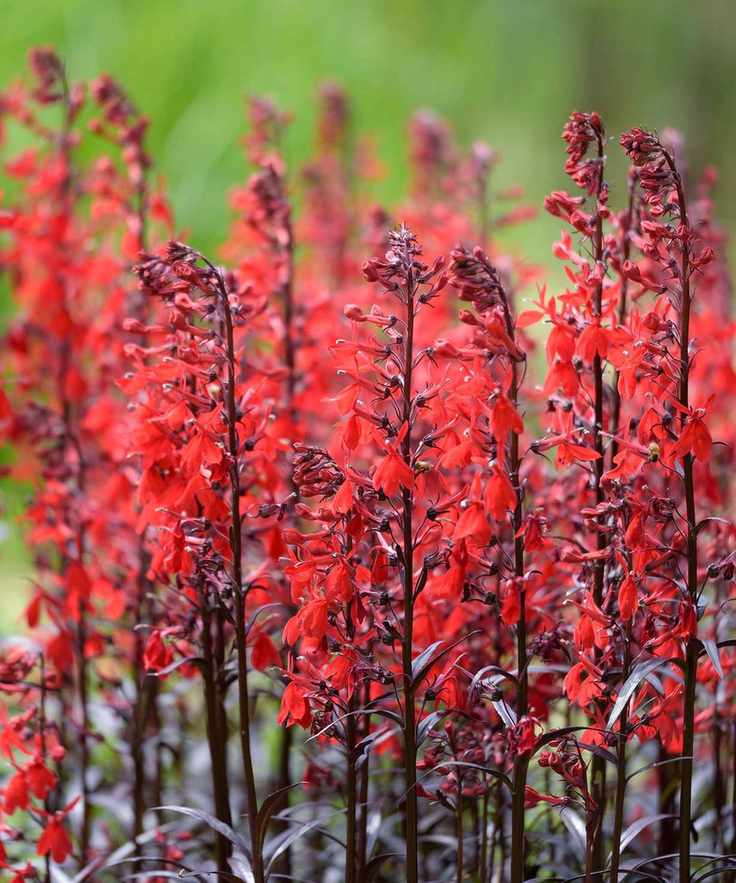 Cardinal flowers in bloom