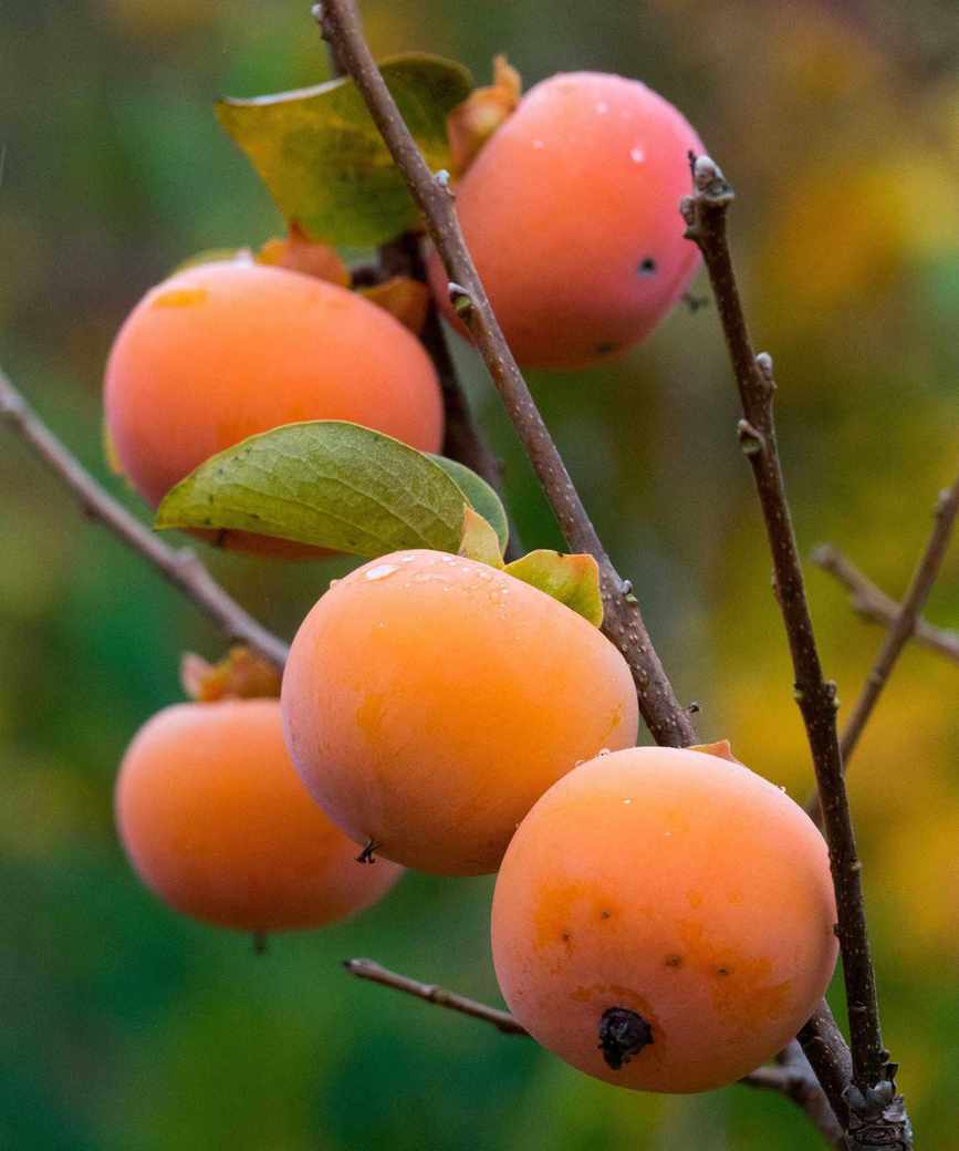 American persimmons growing