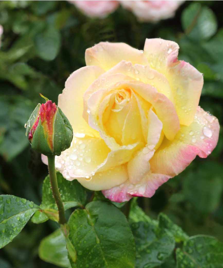 Yellow 'Peace' rose and bud that isn't yet open