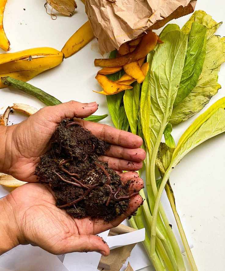 worm compost