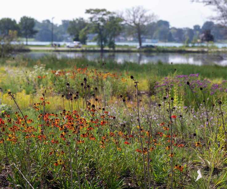 Oudolf Detroit Garden with perennial plants