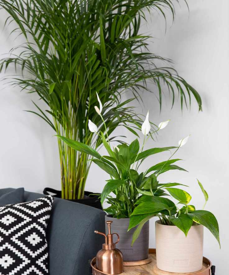 peace lily with other house plants