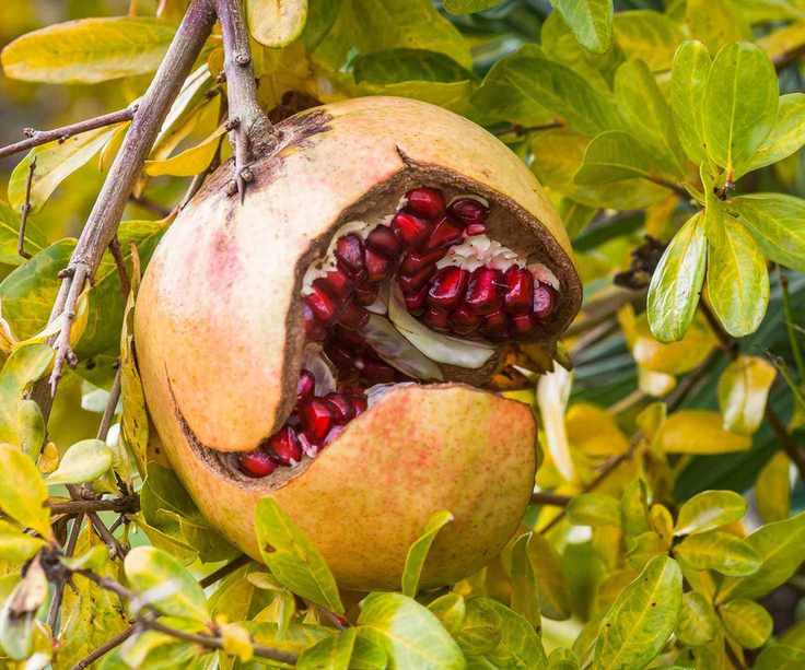 pomegranates splitting on branch before harvesting