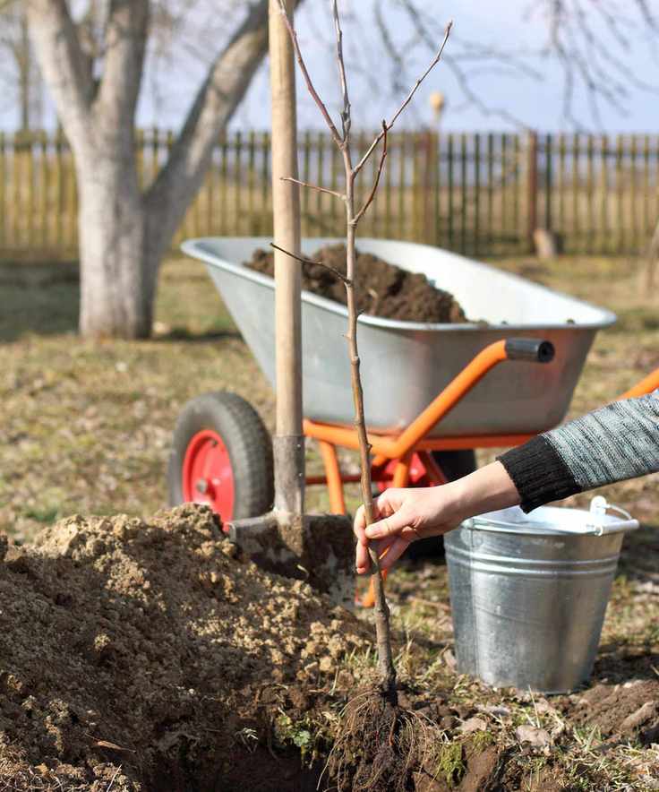 Planting an apple tree into the garden
