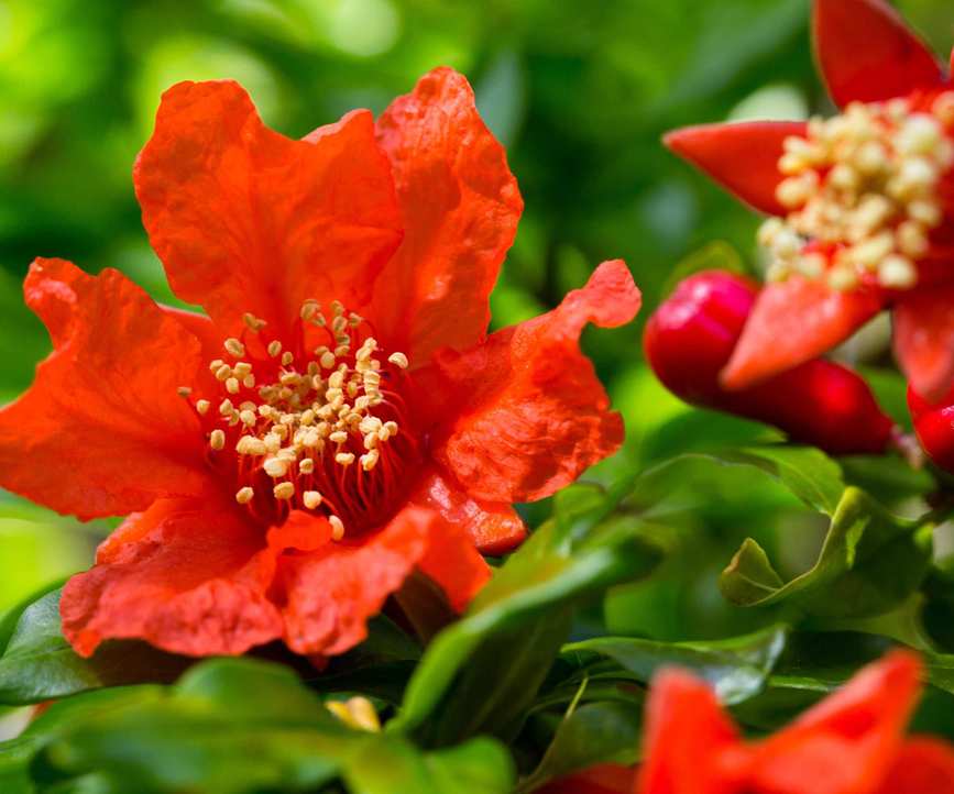 pomegranates flowers blooming on shrubs in June