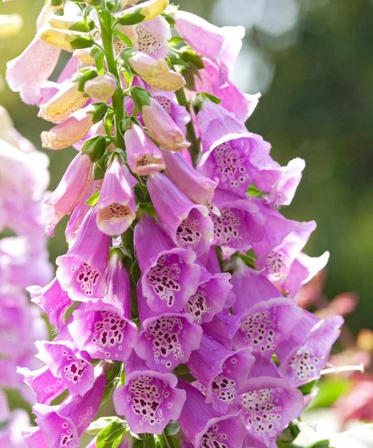 Large thimble-like blooms of D. purpurea, a true biennial foxglove