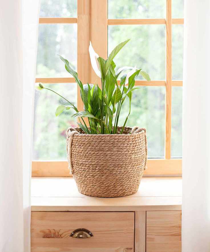 How long do peace lilies flower for?