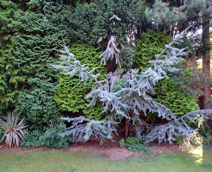Mixed privacy hedge