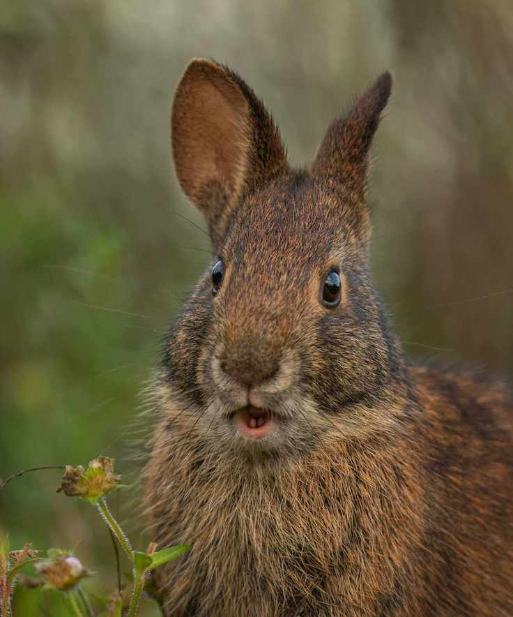 Rabbit in garden