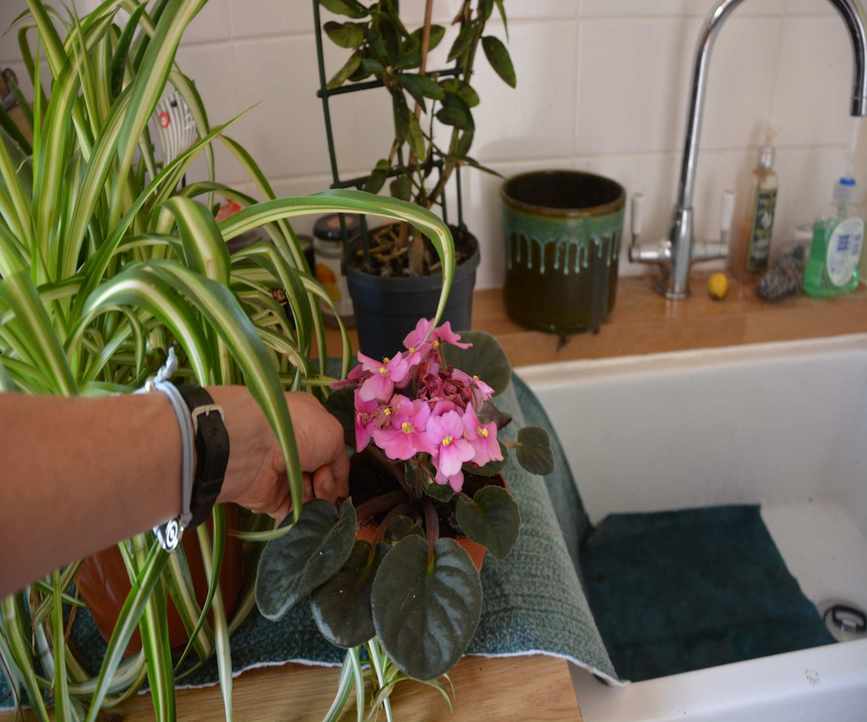 Stand houseplants on damp capillary matting for water supply