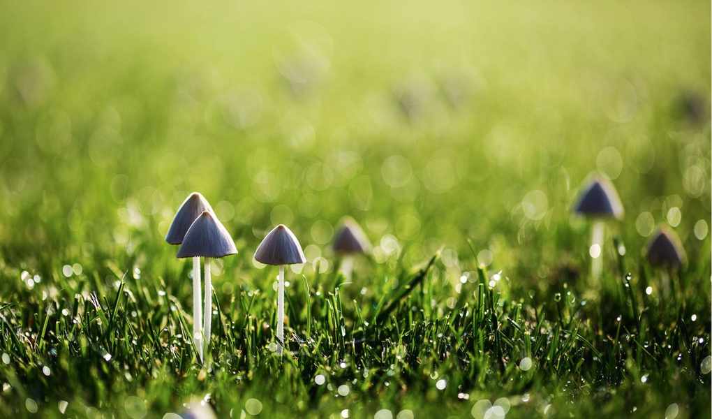 Why Are Mushrooms Appearing in My Yard? Discover 3 Key Reasons