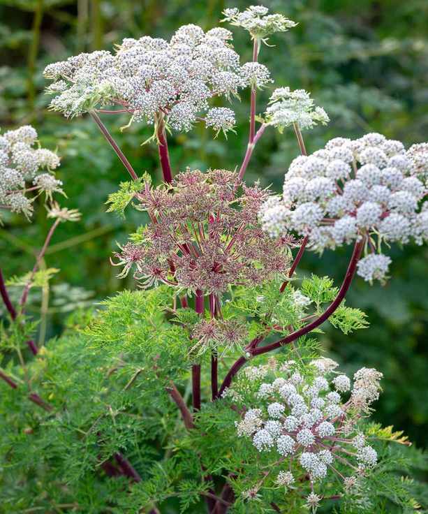 Selinum wallichianum flowers
