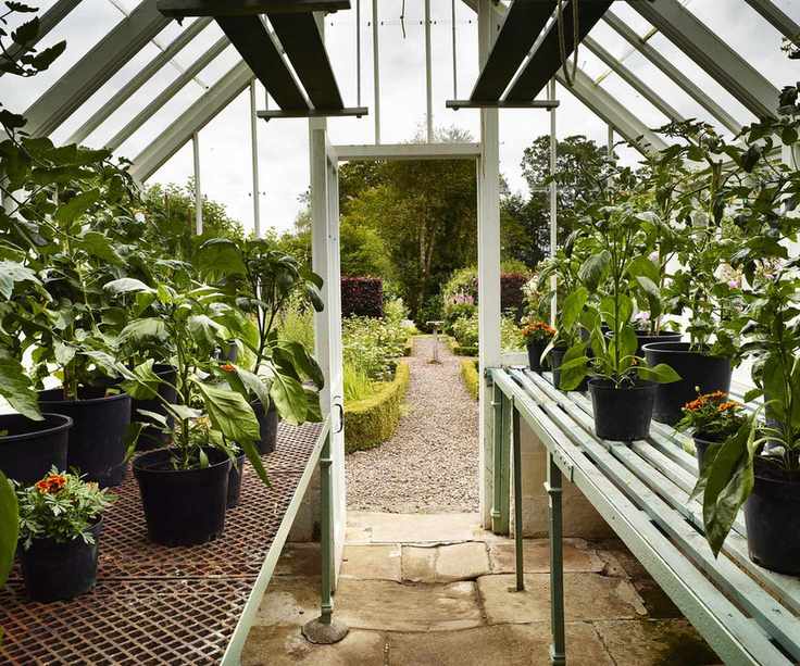 Rustic greenhouse with hardy and tender perennials