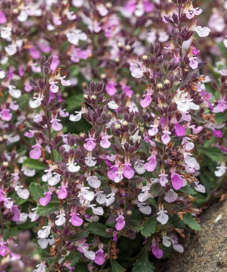 front yard plant germander Teucrium chamaedrys flowering in sunny display