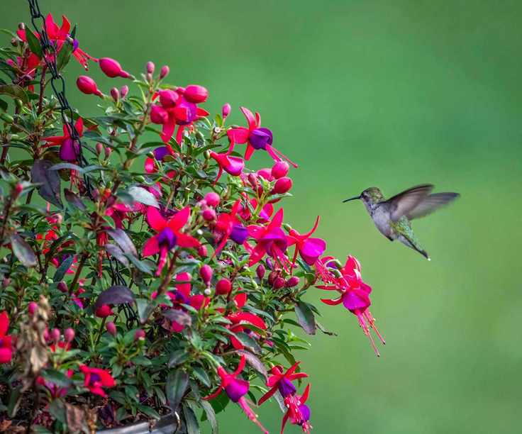hummingbird and fuchsia flowers