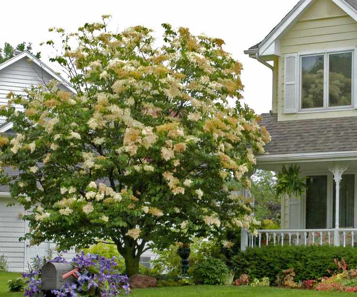 Syringa reticulata 'Ivory Silk' in front yard