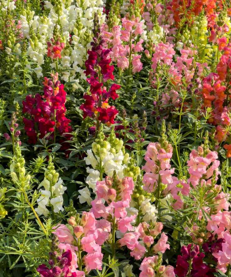 Snap dragon flowers