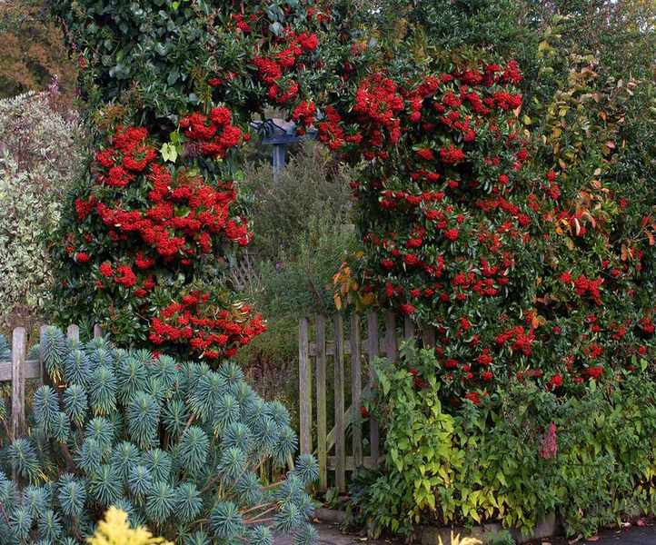 Pyracantha coccinea 'Red Column' trained over a fence with dark green evergreen leaves and red berries