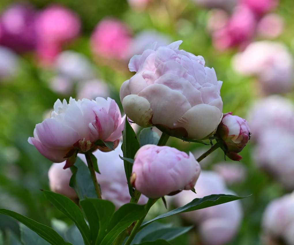 White peony flowers