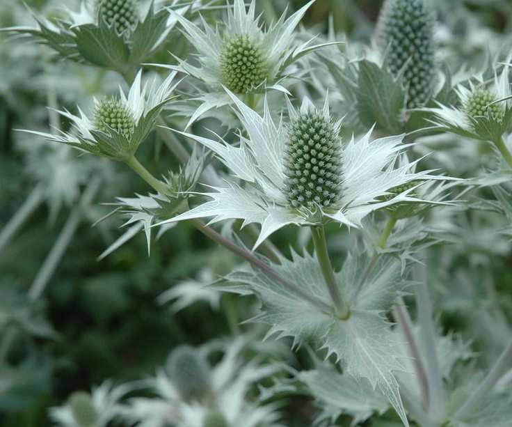 Eryngium giganteum, Sea Holly
