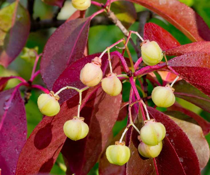 Euonymus fortunei 'Coloratus' with berries