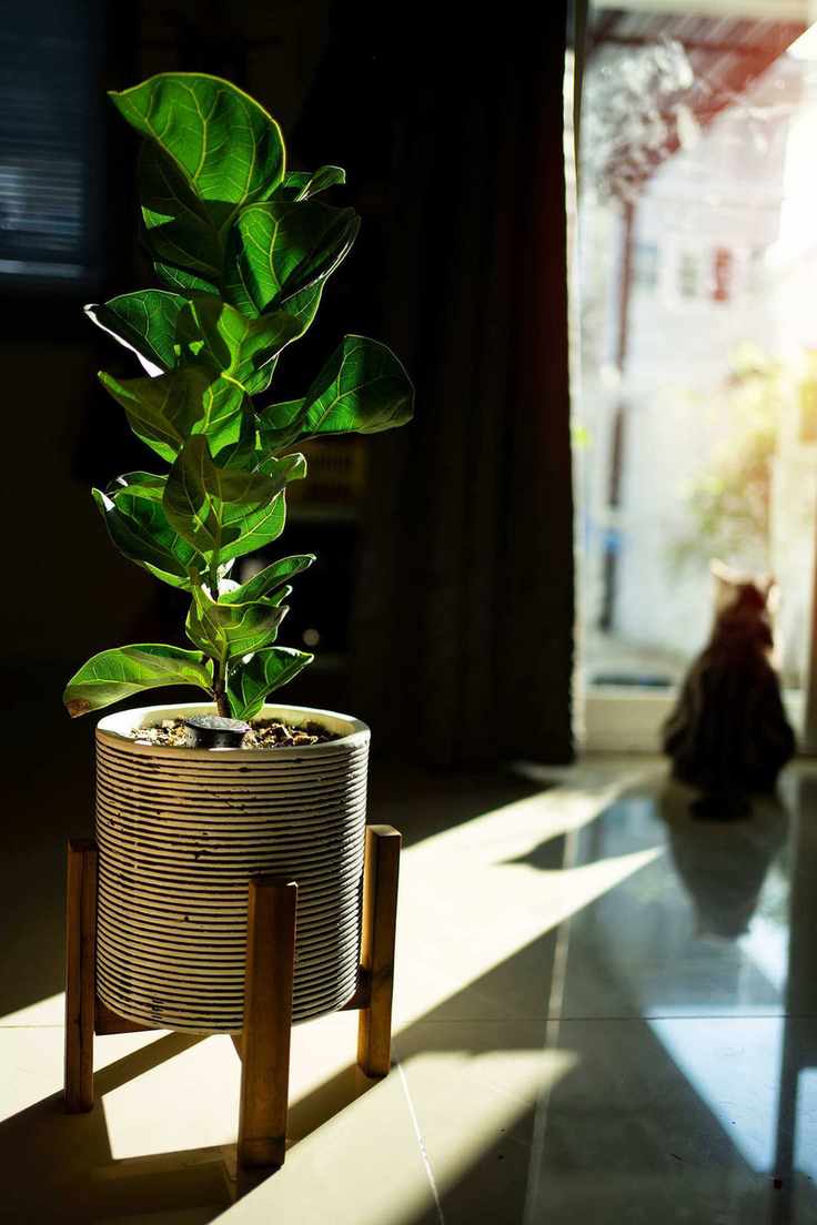 fiddle leaf fig houseplant