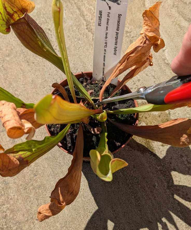 Using Felco 322 pruning snips to remove old growth on a pitcher plant