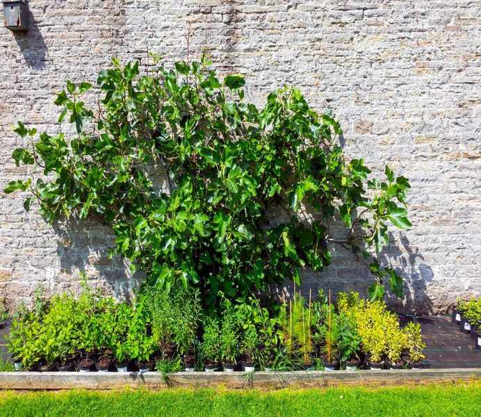 fig tree growing in garden
