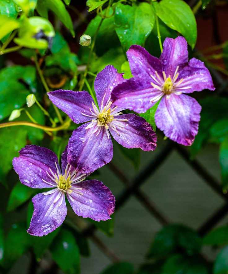 purple Clematis 'Jackmanii' growing on fence