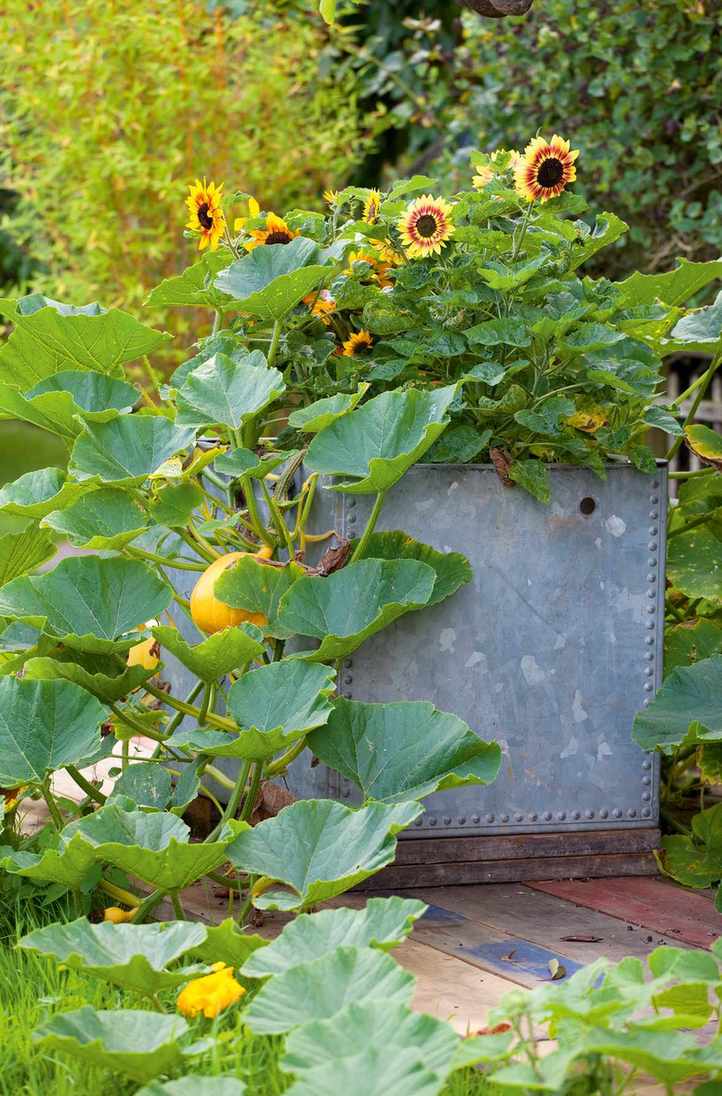 Plant squashes in containers