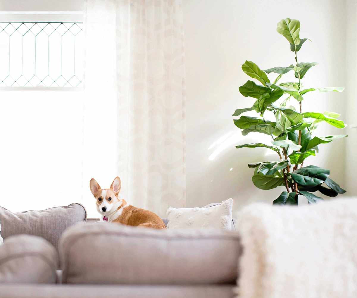fiddle leaf fig and dog in living room