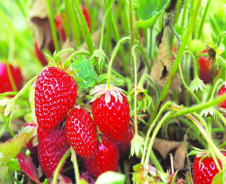 Kitchen garden ideas - strawberries
