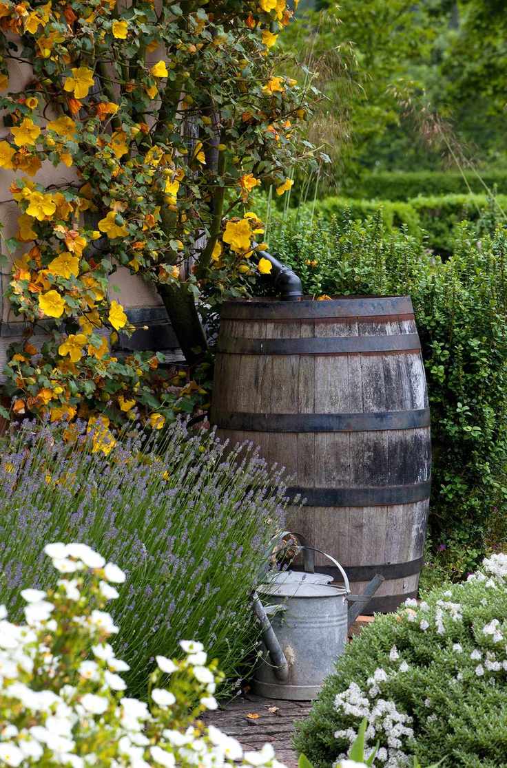 wooden barrel water but in cottage garden surrounded by yellow and white flowers and green bushes