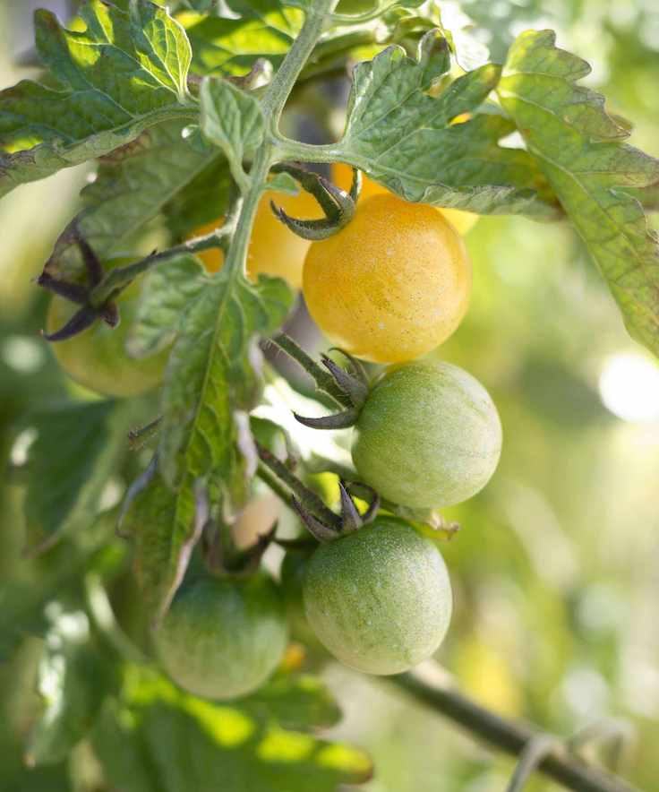Vertical garden ideas with tomato plant