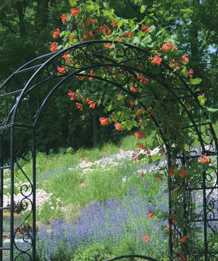 Black metal arbor with honeysuckle growing over the top of it