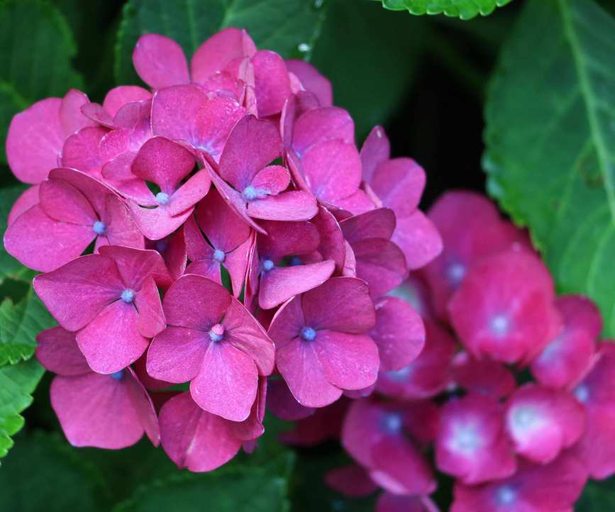 hydrangea Endless Summer flowering in summer