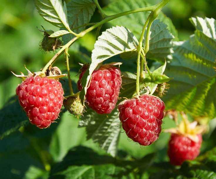 raspberries