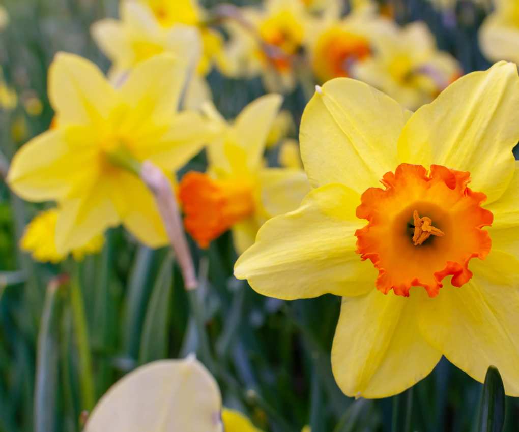 Narcissi Jonquil