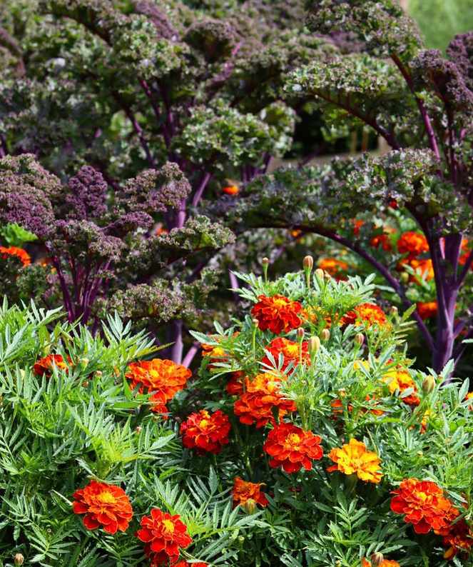 kale growing beside marigolds in vegetable garden