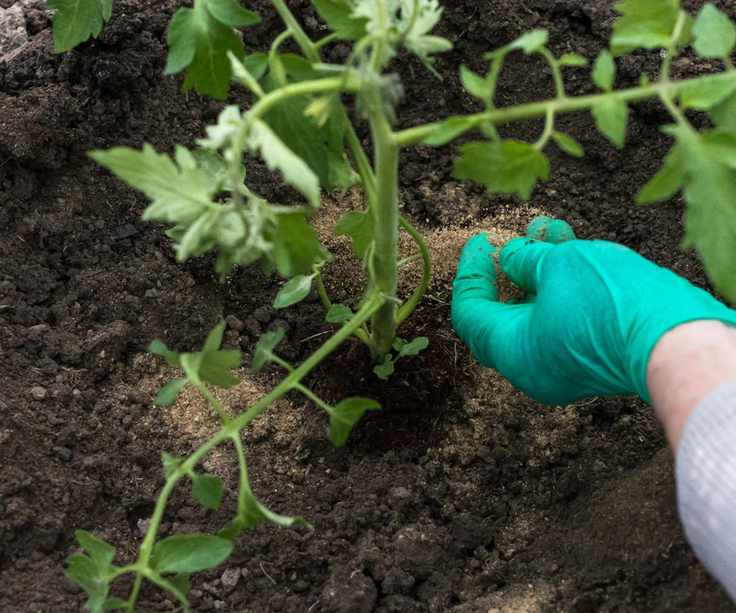 A hand spreading granular fish meal fertilizer around a tomato plant