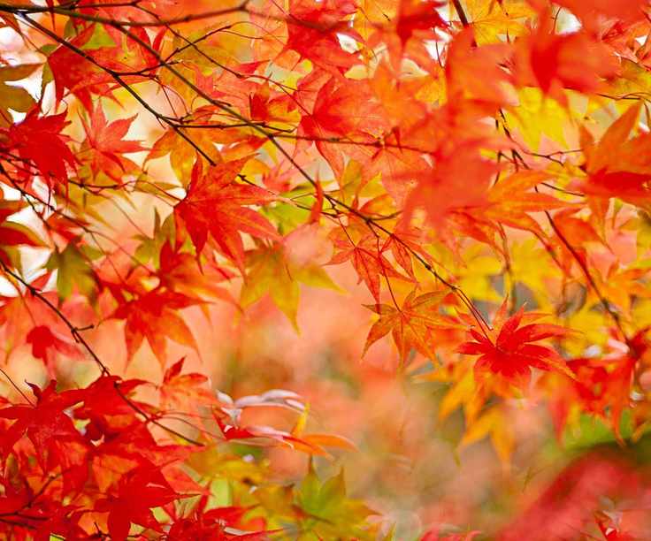 red fall leaves