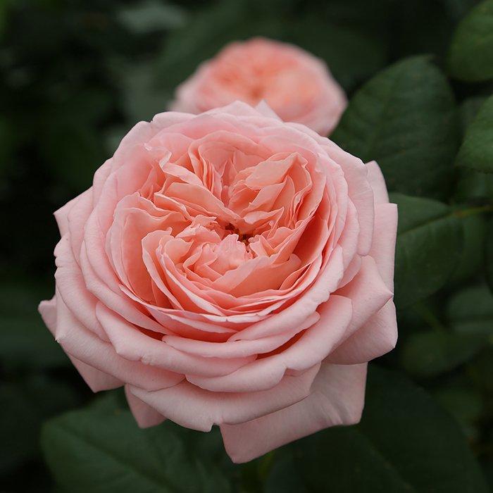 Rose, Hybrid Tea, Martha Stewart&trade;