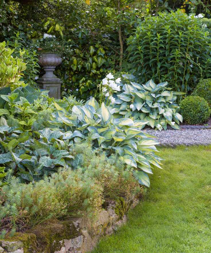 hosta june planted either side of a garden border with evergreens