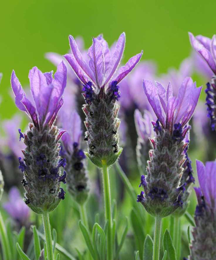 Mauve flowers of French or Spanish lavender