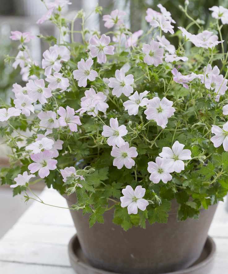 Geranium 'Dreamland'