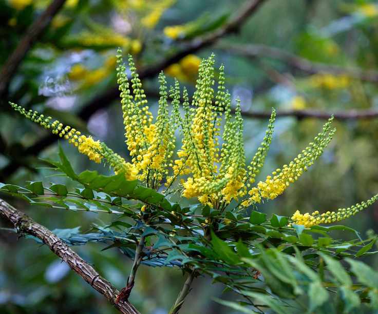 Mahonia x Media 'Charity' (Oregan grape) Yellow flowers in winter December.