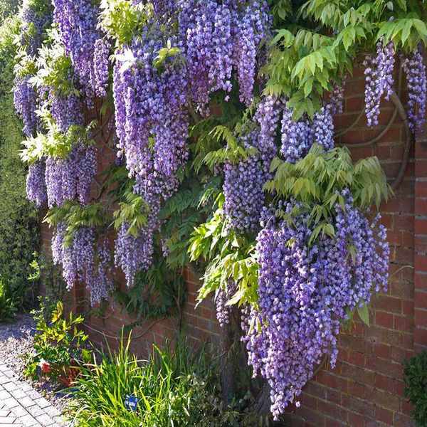 Wisteria