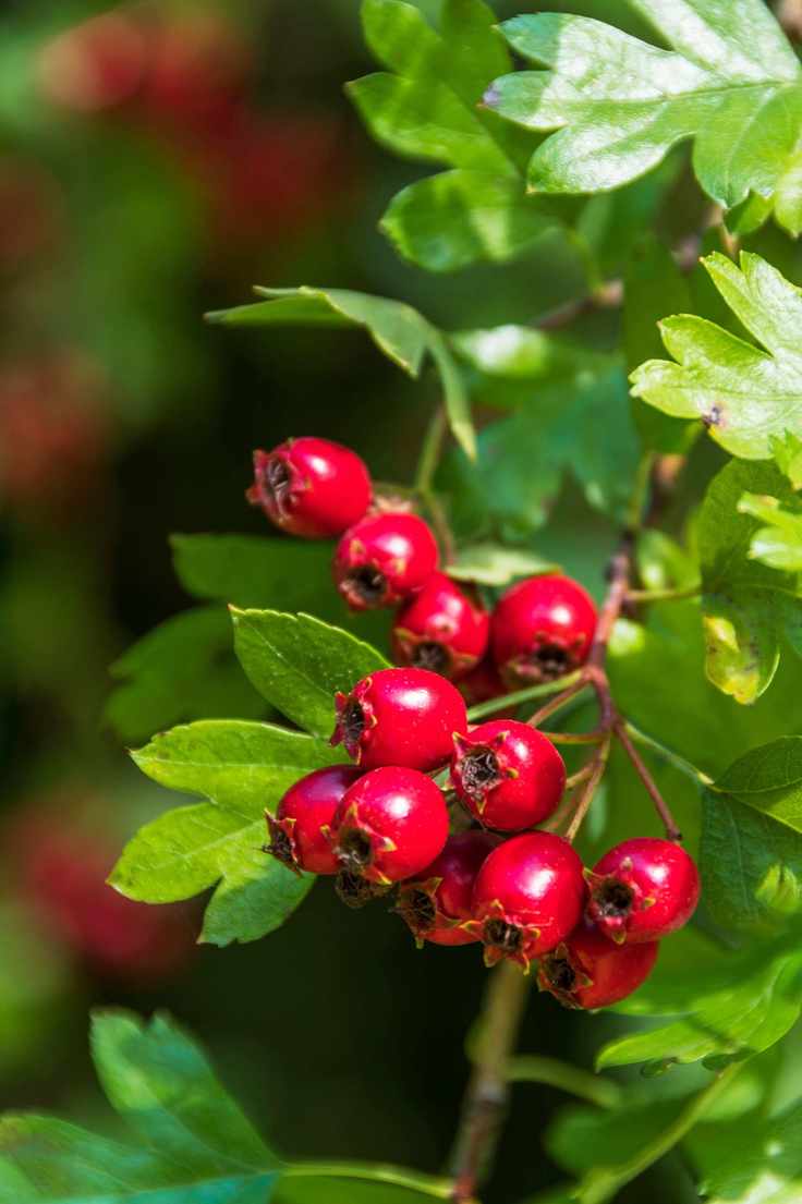 Bright red Hawthorn berries in the autumn sunshine