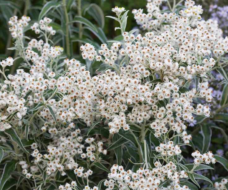 butterfly garden Anaphalis margaritacea flowering in summer border
